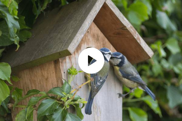 Easy DIY Birdhouse