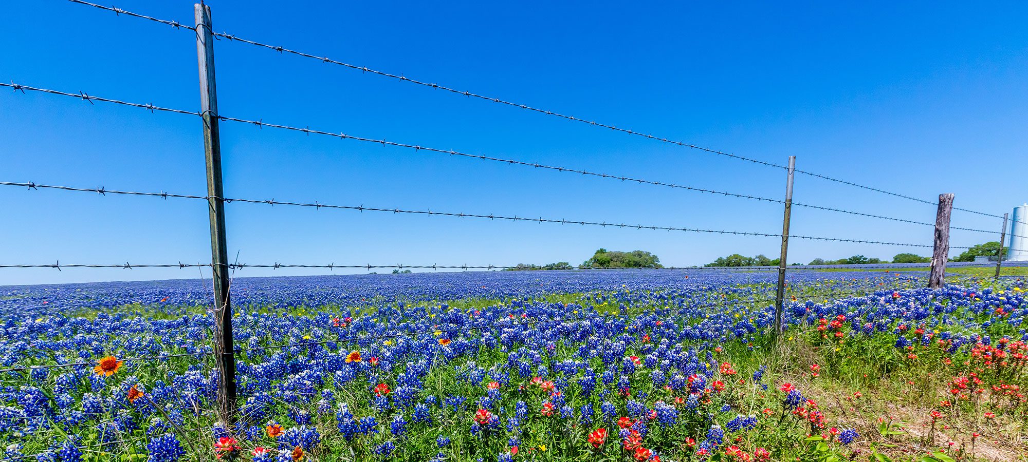 Barbed Wire Fence